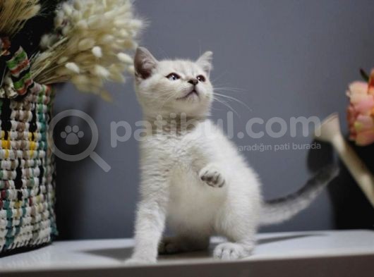 Bursa Point British Shorthair Erkek Yavrularımız görsel