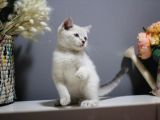 Bursa Point British Shorthair Erkek Yavrularımız