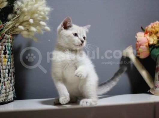 Bursa Point British Shorthair Erkek Yavrularımız