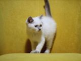Bursa Point British Shorthair Erkek Yavrularımız