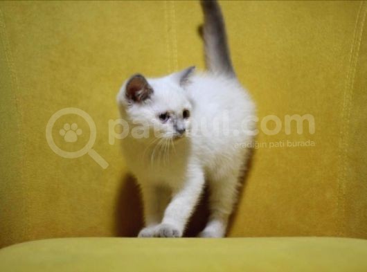Bursa Point British Shorthair Erkek Yavrularımız görsel