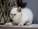 Bursa Point British Shorthair Erkek Yavrularımız