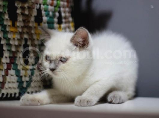 Bursa Point British Shorthair Erkek Yavrularımız görsel