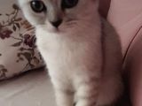 Çok Oyuncu Sevecen 2 Özel Yavrum