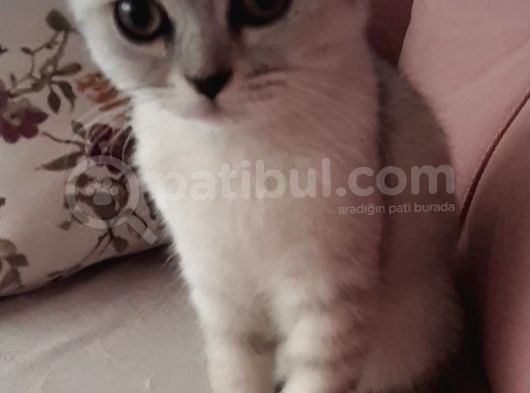 Çok Oyuncu Sevecen 2 Özel Yavrum görsel