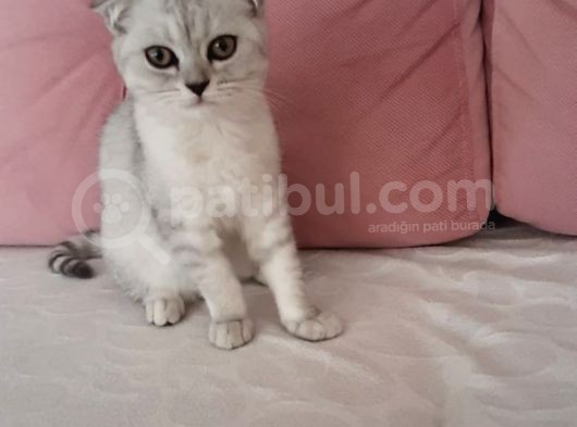 Çok Oyuncu Sevecen 2 Özel Yavrum görsel