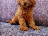 Red Brown Toy Poodle Yavrular