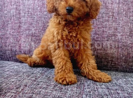 Red Brown Toy Poodle Yavrular görsel