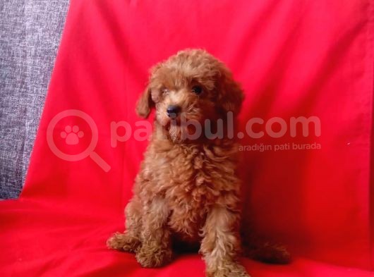 Red Brown Toy Poodle Yavrular görsel