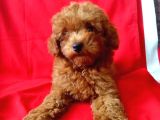 Red Brown Toy Poodle Yavrular