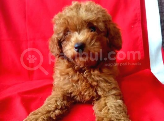Red Brown Toy Poodle Yavrular görsel