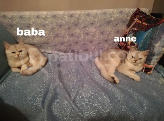 Beyaz Gri Kırçıllı Güzel Kız görsel