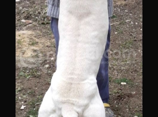 1.Sinif Irk Garantili Dogo Yavrularımız görsel