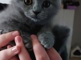 2 Aylık Dişi Scottish Fold