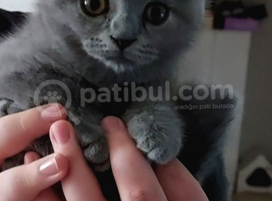 2 Aylık Dişi Scottish Fold görsel