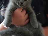 2 Aylık Dişi Scottish Fold