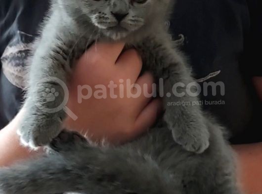 2 Aylık Dişi Scottish Fold