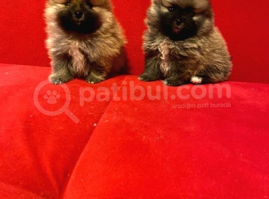 Safkan Pomeraninan Boo Yavruları görsel
