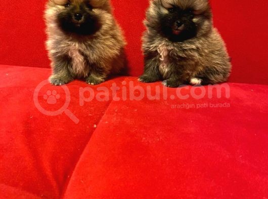 Safkan Pomeraninan Boo Yavruları görsel