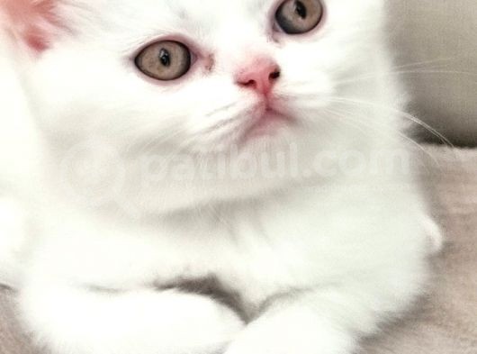 3 Aylık Kar Beyazı Yavrumuz Yeni Yuvasını Arıyor görsel