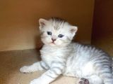 2 Aylık Erkek Ve Dişi British Shorthair