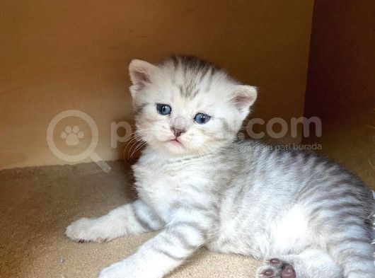 2 Aylık Erkek Ve Dişi British Shorthair görsel