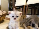 2 Aylık Erkek Ve Dişi British Shorthair