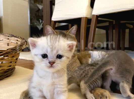 2 Aylık Erkek Ve Dişi British Shorthair görsel