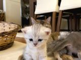 2 Aylık Erkek Ve Dişi British Shorthair