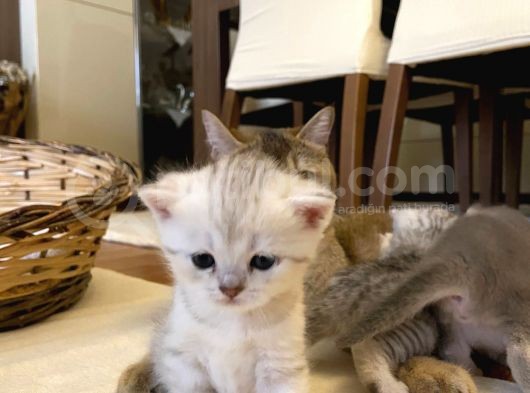 2 Aylık Erkek Ve Dişi British Shorthair görsel