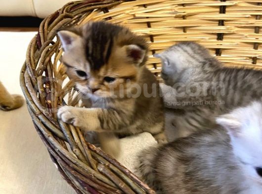 2 Aylık Erkek Ve Dişi British Shorthair görsel