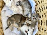 2 Aylık Erkek Ve Dişi British Shorthair