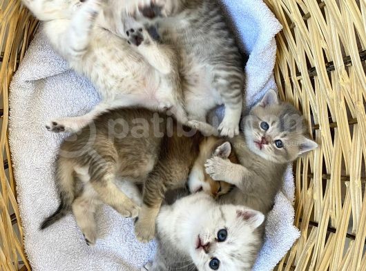 2 Aylık Erkek Ve Dişi British Shorthair görsel