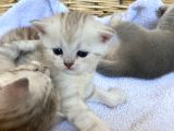 2 Aylık Erkek Ve Dişi British Shorthair