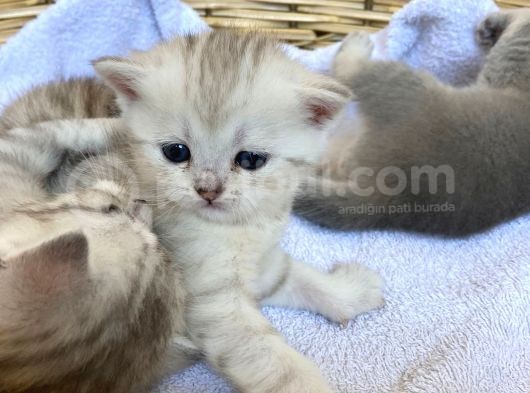 2 Aylık Erkek Ve Dişi British Shorthair görsel