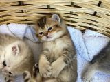 2 Aylık Erkek Ve Dişi British Shorthair