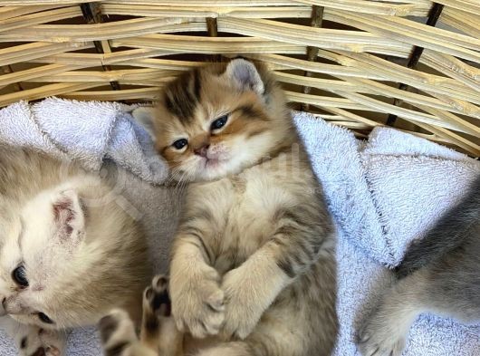 2 Aylık Erkek ve Dişi British Shorthair