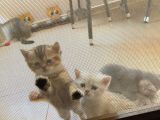 2 Aylık Erkek Ve Dişi British Shorthair