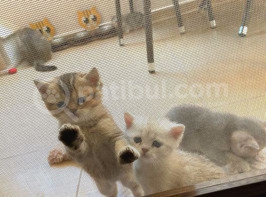 2 Aylık Erkek Ve Dişi British Shorthair görsel