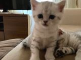 2 Aylık Erkek Ve Dişi British Shorthair