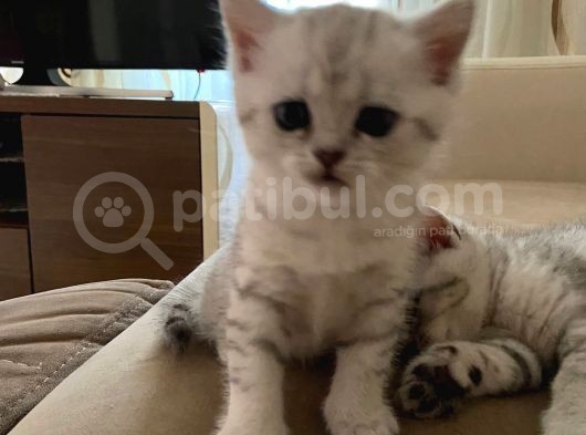 2 Aylık Erkek Ve Dişi British Shorthair görsel