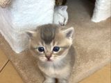 2 Aylık Erkek Ve Dişi British Shorthair