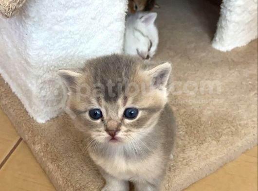 2 Aylık Erkek Ve Dişi British Shorthair görsel