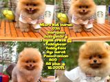0,60 Mikro Küt Burun Teddyface Ödül Adayı Aa Plus Safkan Boo Pomeranian