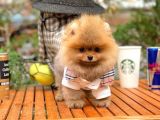 0,60 Mikro Küt Burun Teddyface Ödül Adayı Aa Plus Safkan Boo Pomeranian
