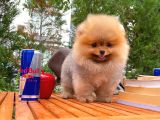 0,60 Mikro Küt Burun Teddyface Ödül Adayı Aa Plus Safkan Boo Pomeranian