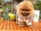 0,60 Mikro Küt Burun Teddyface Ödül Adayı Aa Plus Safkan Boo Pomeranian