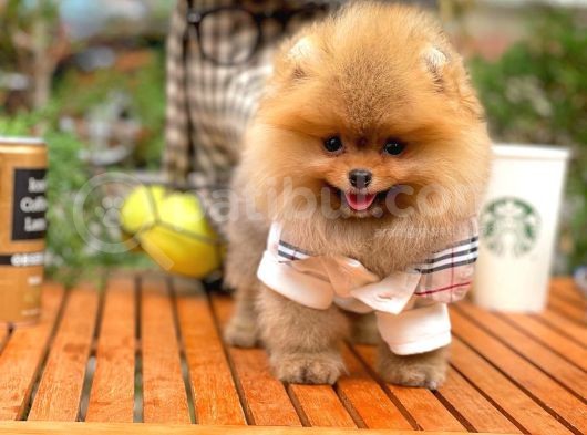 0,60 Mikro Küt Burun Teddyface Ödül Adayı Aa Plus Safkan Boo Pomeranian görsel