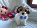 Sevimli Morkie Yavru