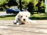 Tatlı Maltese Terrier